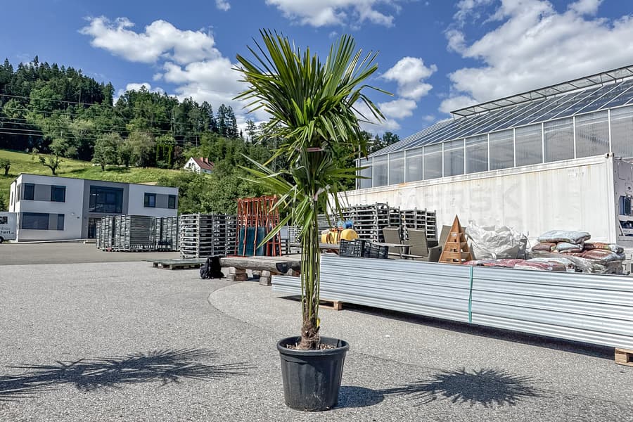 Grünpflanze Chamaerops Fortunei
